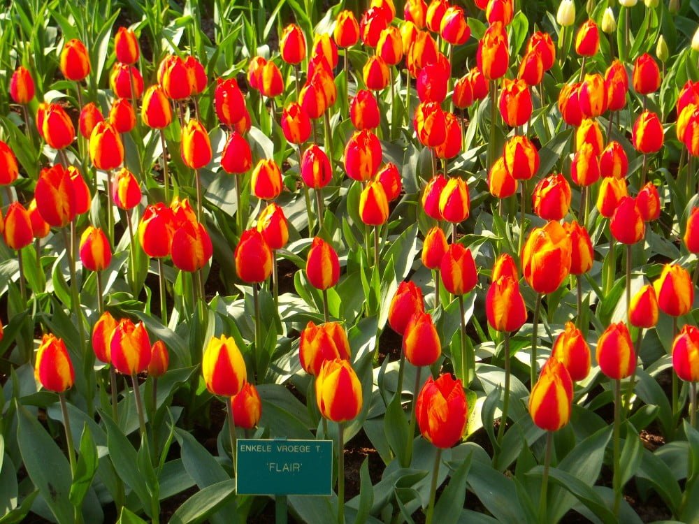 Campos de Tulipas Holanda