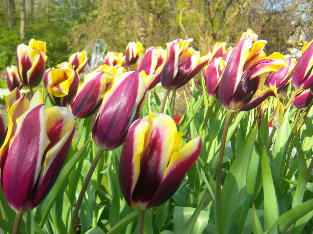 Keukenhof Tulipa