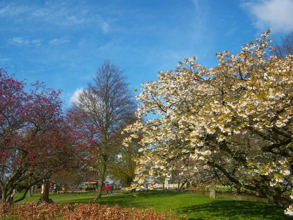 Keukenhof Tulipa