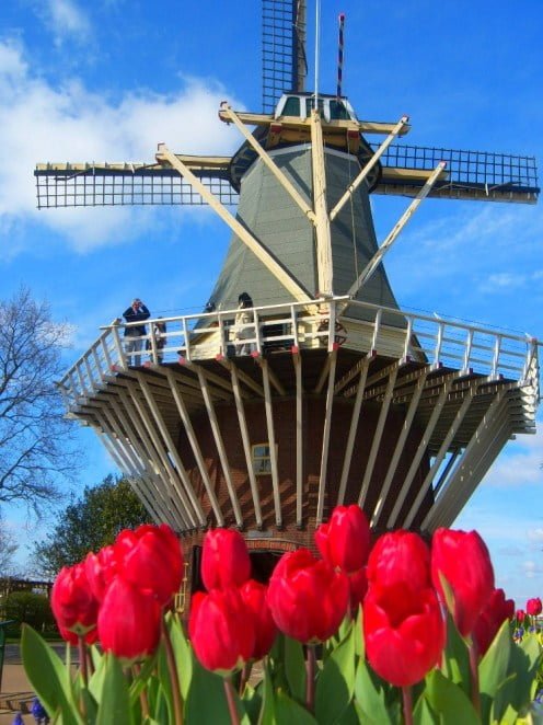 Keukenhof Tulipa Moinho Holanda