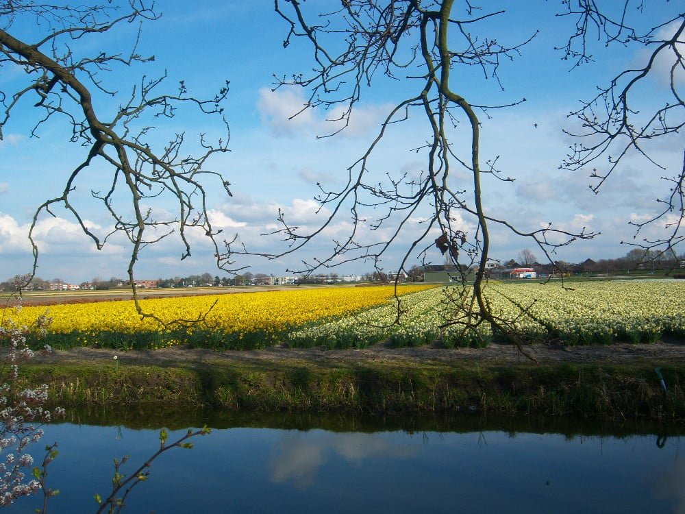 Campos de Tulipas Holanda