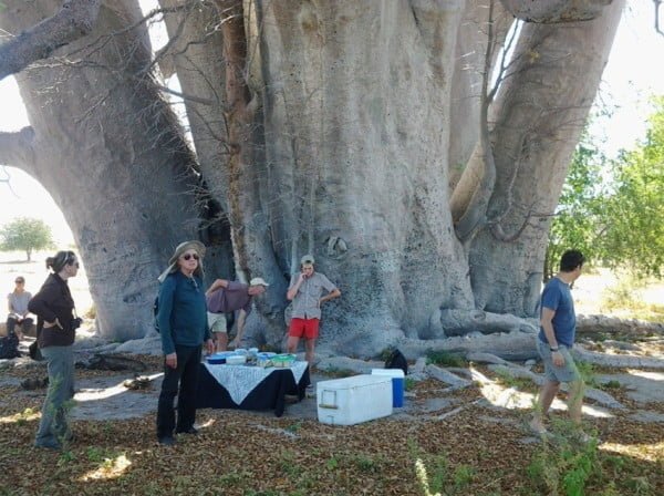 Baobás de Botsuana Chapmans baobab