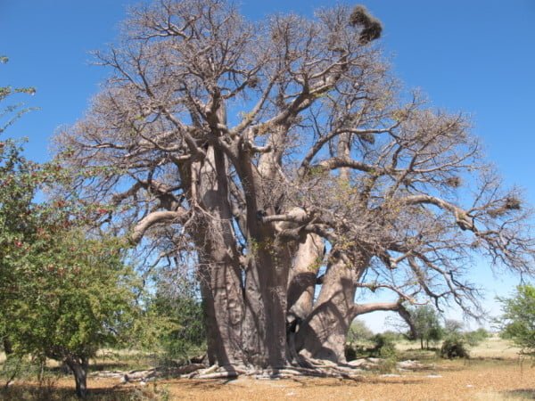 Chapmans baobab