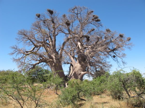 Baobás de Botsuana Chapmans baobab