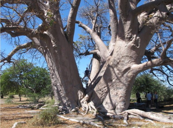 Baobás de Botsuana Chapmans baobab