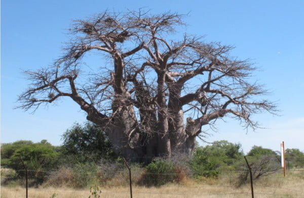 Baobás de Botsuana Greenes baobab1