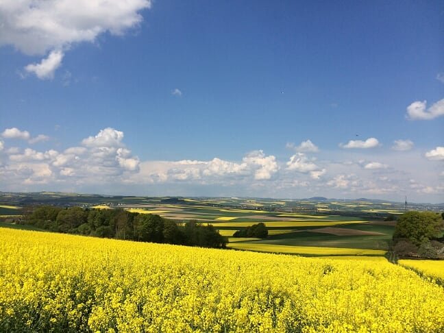 Canola Alemanha