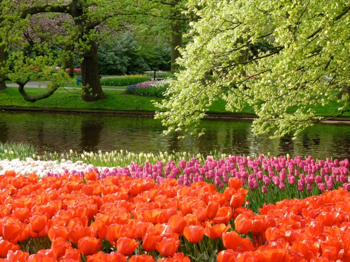 Onde ver os Campos de Tulipas na Holanda