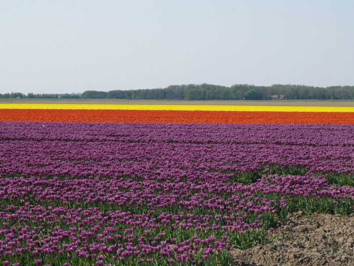 Campos de Tulipas Holanda