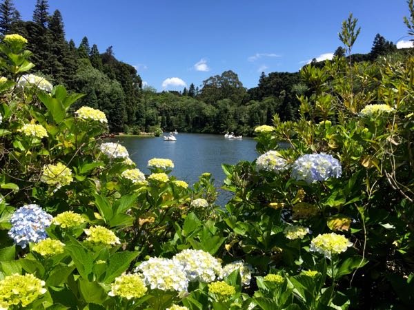 Hortênsias do Lago Negro em Gramado