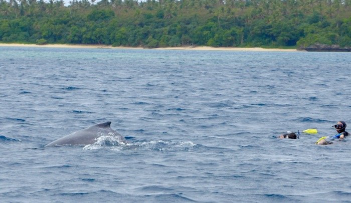 Nadar com as baleias em Tonga