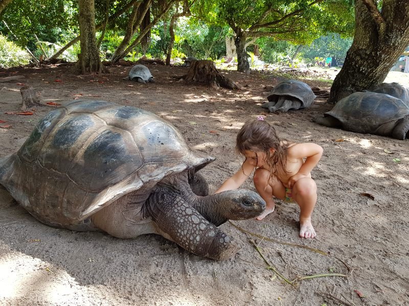 Ilhas Seychelles Curieuse tartarugas