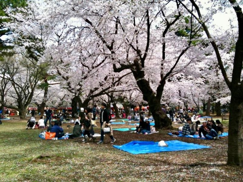 Cerejeiras no Japão