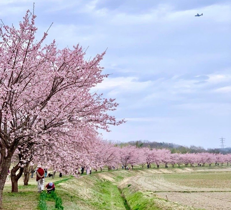 Cerejeiras no Japão