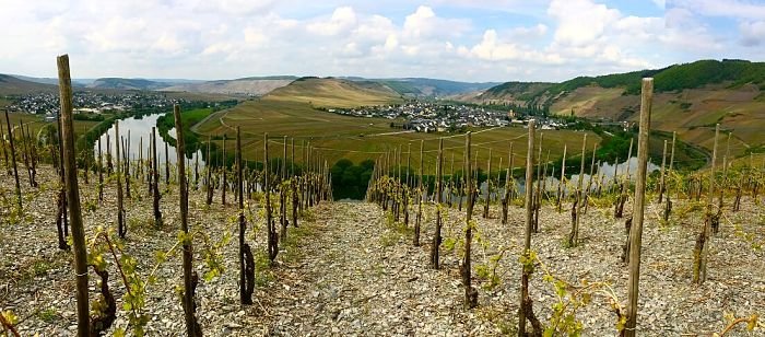 Panoramablick Trittenheim Rio Mosel na Alemanha