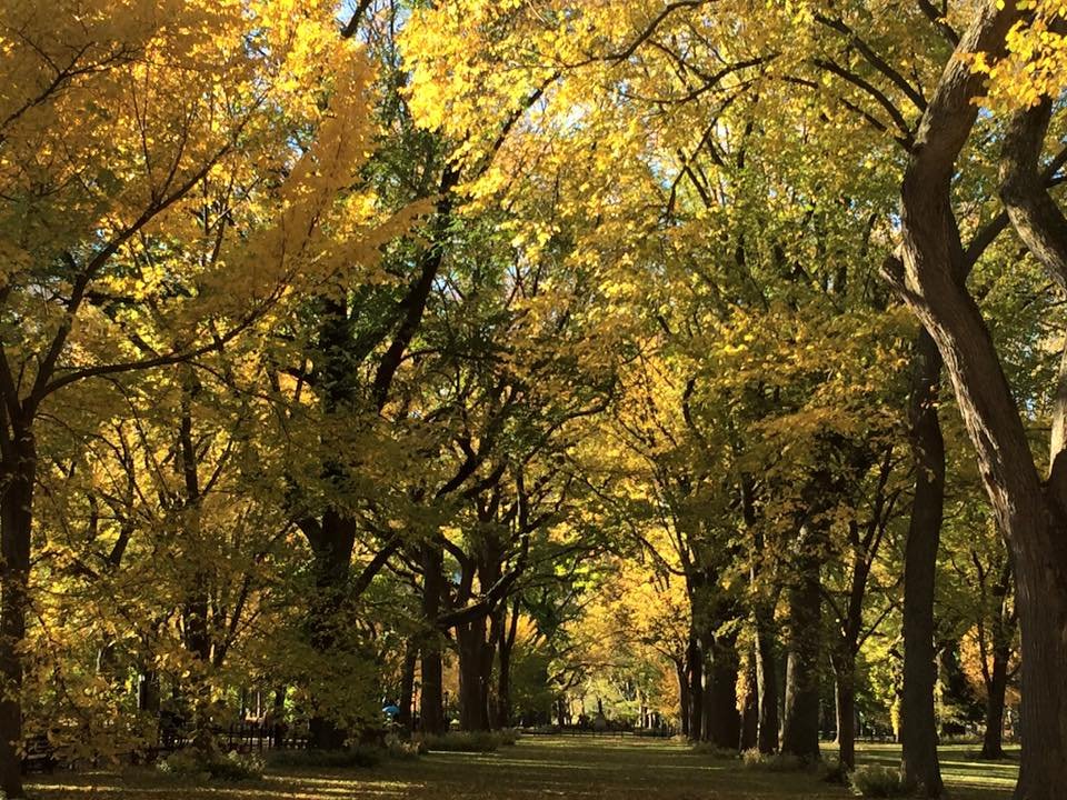 Outono no Central Park em Nova York