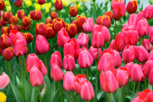 Parque Keukenhof na Holanda