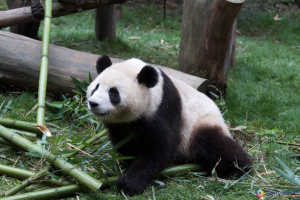 Pandas em Chengdu