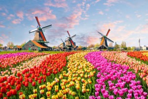 Onde ver Campos de Tulipas na Holanda