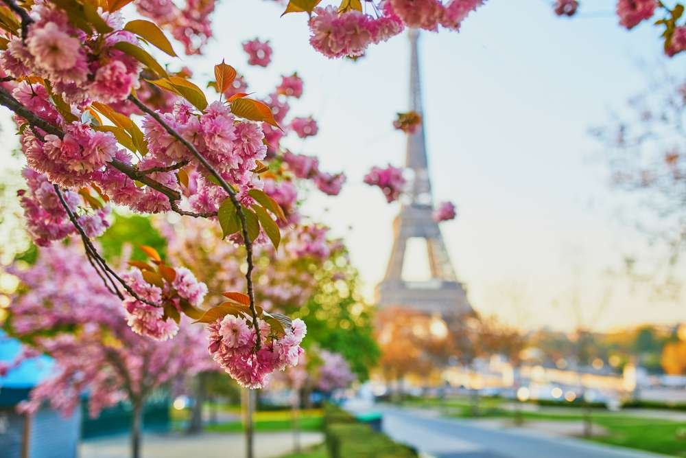 Florada das Cerejeiras em Paris Torre Eiffel