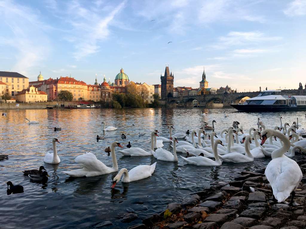 cisnes em Praga